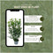 Plants by Frank | 25 Grote Laurierkers Herbergii voor 10 strekkende meter haag | ↨ 100-125 cm in 12 liter pot | Prunus Herbergii | Haagplanten | Winterharde haagplanten | Haagplanten | Laurierplant