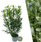 Plants by Frank | 25 Grote Laurierkers Herbergii voor 10 strekkende meter haag | ↨ 100-125 cm in 12 liter pot | Prunus Herbergii | Haagplanten | Winterharde haagplanten | Haagplanten | Laurierplant