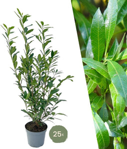 Plants by Frank | 25 Grote Laurierkers Planten Caucasica voor 10 strekkende meter haag | ↨ 100-125 cm in 12 liter pot | Prunus Caucasica | Haagplanten | Haagplanten Wintergroen | Haagplanten | Laurierplant