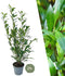 Plants by Frank | 25 Grote Laurierkers Planten Caucasica voor 10 strekkende meter haag | ↨ 100-125 cm in 12 liter pot | Prunus Caucasica | Haagplanten | Haagplanten Wintergroen | Haagplanten | Laurierplant