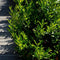 Plants by Frank | 25 Grote Laurierkers Planten Caucasica voor 10 strekkende meter haag | ↨ 100-125 cm in 12 liter pot | Prunus Caucasica | Haagplanten | Haagplanten Wintergroen | Haagplanten | Laurierplant