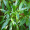 Plants by Frank | 25 Grote Laurierkers Planten Caucasica voor 10 strekkende meter haag | ↨ 100-125 cm in 12 liter pot | Prunus Caucasica | Haagplanten | Haagplanten Wintergroen | Haagplanten | Laurierplant