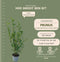 Plants by Frank | 25 Grote Laurierkers Planten Caucasica voor 10 strekkende meter haag | ↨ 100-125 cm in 12 liter pot | Prunus Caucasica | Haagplanten | Haagplanten Wintergroen | Haagplanten | Laurierplant