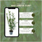 Plants by Frank | 25 Grote Laurierkers Planten Caucasica voor 10 strekkende meter haag | ↨ 100-125 cm in 12 liter pot | Prunus Caucasica | Haagplanten | Haagplanten Wintergroen | Haagplanten | Laurierplant