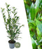 Plants by Frank | 25 Grote Laurierkers Planten Caucasica voor 10 strekkende meter haag | ↨ 100-125 cm in 12 liter pot | Prunus Caucasica | Haagplanten | Haagplanten Wintergroen | Haagplanten | Laurierplant
