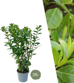 Plants by Frank | 25 Grote Laurierkers Planten Novita voor 10 strekkende meter haag | ↨ 100-125 cm in 12 liter pot | Prunus Novita | Haagplanten | Haagplanten Wintergroen | Haagplanten | Laurierplant