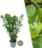 Plants by Frank | 25 Grote Laurierkers Planten Novita voor 10 strekkende meter haag | ↨ 100-125 cm in 12 liter pot | Prunus Novita | Haagplanten | Haagplanten Wintergroen | Haagplanten | Laurierplant