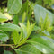 Plants by Frank | 25 Grote Laurierkers Planten Novita voor 10 strekkende meter haag | ↨ 100-125 cm in 12 liter pot | Prunus Novita | Haagplanten | Haagplanten Wintergroen | Haagplanten | Laurierplant