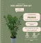 Plants by Frank | 25 Grote Laurierkers Planten Novita voor 10 strekkende meter haag | ↨ 100-125 cm in 12 liter pot | Prunus Novita | Haagplanten | Haagplanten Wintergroen | Haagplanten | Laurierplant