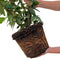 Plants by Frank | 25 Grote Laurierkers Planten Novita voor 10 strekkende meter haag | ↨ 100-125 cm in 12 liter pot | Prunus Novita | Haagplanten | Haagplanten Wintergroen | Haagplanten | Laurierplant