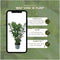 Plants by Frank | 25 Grote Laurierkers Planten Novita voor 10 strekkende meter haag | ↨ 100-125 cm in 12 liter pot | Prunus Novita | Haagplanten | Haagplanten Wintergroen | Haagplanten | Laurierplant