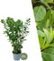 Plants by Frank | 25 Grote Laurierkers Planten Novita voor 10 strekkende meter haag | ↨ 100-125 cm in 12 liter pot | Prunus Novita | Haagplanten | Haagplanten Wintergroen | Haagplanten | Laurierplant