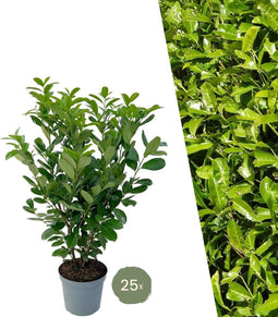 Plants by Frank | 25 Grote Laurierkers Rotundifolia voor 10 strekkende meter haag | ↨ 100-125 cm in 12 liter pot | Prunus Rotundifolia | Haagplanten | Haagplanten Wintergroen | Haagplanten | Laurierplant