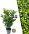 Plants by Frank | 25 Grote Laurierkers Rotundifolia voor 10 strekkende meter haag | ↨ 100-125 cm in 12 liter pot | Prunus Rotundifolia | Haagplanten | Haagplanten Wintergroen | Haagplanten | Laurierplant