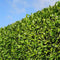 Plants by Frank | 25 Grote Laurierkers Rotundifolia voor 10 strekkende meter haag | ↨ 100-125 cm in 12 liter pot | Prunus Rotundifolia | Haagplanten | Haagplanten Wintergroen | Haagplanten | Laurierplant