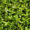 Plants by Frank | 25 Grote Laurierkers Rotundifolia voor 10 strekkende meter haag | ↨ 100-125 cm in 12 liter pot | Prunus Rotundifolia | Haagplanten | Haagplanten Wintergroen | Haagplanten | Laurierplant