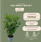 Plants by Frank | 25 Grote Laurierkers Rotundifolia voor 10 strekkende meter haag | ↨ 100-125 cm in 12 liter pot | Prunus Rotundifolia | Haagplanten | Haagplanten Wintergroen | Haagplanten | Laurierplant
