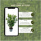 Plants by Frank | 25 Grote Laurierkers Rotundifolia voor 10 strekkende meter haag | ↨ 100-125 cm in 12 liter pot | Prunus Rotundifolia | Haagplanten | Haagplanten Wintergroen | Haagplanten | Laurierplant