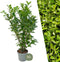 Plants by Frank | 25 Grote Laurierkers Rotundifolia voor 10 strekkende meter haag | ↨ 100-125 cm in 12 liter pot | Prunus Rotundifolia | Haagplanten | Haagplanten Wintergroen | Haagplanten | Laurierplant