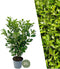 Plants by Frank | 25 Grote Laurierkers Rotundifolia voor 10 strekkende meter haag | ↨ 100-125 cm in 12 liter pot | Prunus Rotundifolia | Haagplanten | Haagplanten Wintergroen | Haagplanten | Laurierplant