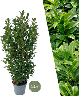 Plants by Frank | 25 Grote Laurierplanten Obelisk voor 10 strekkende meter haag | ↨ 100-125 cm in 12 liter pot | Prunus Obelisk | Haagplanten | Haagplanten Wintergroen | Haagplanten | Laurierplant