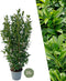 Plants by Frank | 25 Grote Laurierplanten Obelisk voor 10 strekkende meter haag | ↨ 100-125 cm in 12 liter pot | Prunus Obelisk | Haagplanten | Haagplanten Wintergroen | Haagplanten | Laurierplant