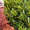 Plants by Frank | 25 Grote Laurierplanten Obelisk voor 10 strekkende meter haag | ↨ 100-125 cm in 12 liter pot | Prunus Obelisk | Haagplanten | Haagplanten Wintergroen | Haagplanten | Laurierplant
