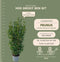 Plants by Frank | 25 Grote Laurierplanten Obelisk voor 10 strekkende meter haag | ↨ 100-125 cm in 12 liter pot | Prunus Obelisk | Haagplanten | Haagplanten Wintergroen | Haagplanten | Laurierplant