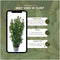 Plants by Frank | 25 Grote Laurierplanten Obelisk voor 10 strekkende meter haag | ↨ 100-125 cm in 12 liter pot | Prunus Obelisk | Haagplanten | Haagplanten Wintergroen | Haagplanten | Laurierplant