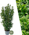 Plants by Frank | 25 Grote Laurierplanten Obelisk voor 10 strekkende meter haag | ↨ 100-125 cm in 12 liter pot | Prunus Obelisk | Haagplanten | Haagplanten Wintergroen | Haagplanten | Laurierplant