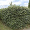 Plants by Frank | 25 grote Olijfwilg planten voor 10 strekkende meter haag | ↨ 100-125 cm in 12 liter pot | Elaeagnus 'Ebbingei Compacta' | haagplanten | winterharde haagplanten | haagplanten