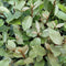 Plants by Frank | 25 grote Olijfwilg planten voor 10 strekkende meter haag | ↨ 100-125 cm in 12 liter pot | Elaeagnus 'Ebbingei Compacta' | haagplanten | winterharde haagplanten | haagplanten