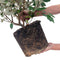 Plants by Frank | 25 grote Olijfwilg planten voor 10 strekkende meter haag | ↨ 100-125 cm in 12 liter pot | Elaeagnus 'Ebbingei Compacta' | haagplanten | winterharde haagplanten | haagplanten