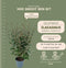 Plants by Frank | 25 grote Olijfwilg planten voor 10 strekkende meter haag | ↨ 100-125 cm in 12 liter pot | Elaeagnus 'Ebbingei Compacta' | haagplanten | winterharde haagplanten | haagplanten