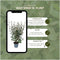 Plants by Frank | 25 grote Olijfwilg planten voor 10 strekkende meter haag | ↨ 100-125 cm in 12 liter pot | Elaeagnus 'Ebbingei Compacta' | haagplanten | winterharde haagplanten | haagplanten