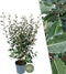 Plants by Frank | 25 grote Olijfwilg planten voor 10 strekkende meter haag | ↨ 100-125 cm in 12 liter pot | Elaeagnus 'Ebbingei Compacta' | haagplanten | winterharde haagplanten | haagplanten