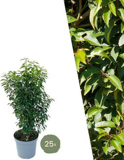 Plants by Frank | 25 grote Portugese Laurierkers planten voor 10 strekkende meter haag | ↨ 80-100 cm in 12 liter pot | Prunus Angustifolia | Haagplanten | Haagplanten Wintergroen | Haagplanten | Laurierplant