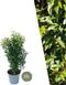 Plants by Frank | 25 grote Portugese Laurierkers planten voor 10 strekkende meter haag | ↨ 80-100 cm in 12 liter pot | Prunus Angustifolia | Haagplanten | Haagplanten Wintergroen | Haagplanten | Laurierplant