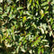 Plants by Frank | 25 grote Portugese Laurierkers planten voor 10 strekkende meter haag | ↨ 80-100 cm in 12 liter pot | Prunus Angustifolia | Haagplanten | Haagplanten Wintergroen | Haagplanten | Laurierplant