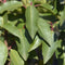 Plants by Frank | 25 grote Portugese Laurierkers planten voor 10 strekkende meter haag | ↨ 80-100 cm in 12 liter pot | Prunus Angustifolia | Haagplanten | Haagplanten Wintergroen | Haagplanten | Laurierplant