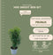 Plants by Frank | 25 grote Portugese Laurierkers planten voor 10 strekkende meter haag | ↨ 80-100 cm in 12 liter pot | Prunus Angustifolia | Haagplanten | Haagplanten Wintergroen | Haagplanten | Laurierplant