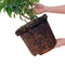 Plants by Frank | 25 grote Portugese Laurierkers planten voor 10 strekkende meter haag | ↨ 80-100 cm in 12 liter pot | Prunus Angustifolia | Haagplanten | Haagplanten Wintergroen | Haagplanten | Laurierplant