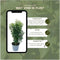 Plants by Frank | 25 grote Portugese Laurierkers planten voor 10 strekkende meter haag | ↨ 80-100 cm in 12 liter pot | Prunus Angustifolia | Haagplanten | Haagplanten Wintergroen | Haagplanten | Laurierplant