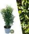 Plants by Frank | 25 grote Portugese Laurierkers planten voor 10 strekkende meter haag | ↨ 80-100 cm in 12 liter pot | Prunus Angustifolia | Haagplanten | Haagplanten Wintergroen | Haagplanten | Laurierplant