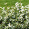 Plants by Frank | 25 grote Schijnhulst planten voor 10 strekkende meter haag | ↨ 100-125 cm in 12 liter pot | Osmanthus x Burkwoodii | haagplanten | winterharde haagplanten | haagplanten