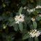 Plants by Frank | 25 grote Schijnhulst planten voor 10 strekkende meter haag | ↨ 100-125 cm in 12 liter pot | Osmanthus x Burkwoodii | haagplanten | winterharde haagplanten | haagplanten