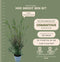 Plants by Frank | 25 grote Schijnhulst planten voor 10 strekkende meter haag | ↨ 100-125 cm in 12 liter pot | Osmanthus x Burkwoodii | haagplanten | winterharde haagplanten | haagplanten