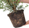 Plants by Frank | 25 grote Schijnhulst planten voor 10 strekkende meter haag | ↨ 100-125 cm in 12 liter pot | Osmanthus x Burkwoodii | haagplanten | winterharde haagplanten | haagplanten
