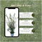Plants by Frank | 25 grote Schijnhulst planten voor 10 strekkende meter haag | ↨ 100-125 cm in 12 liter pot | Osmanthus x Burkwoodii | haagplanten | winterharde haagplanten | haagplanten