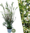 Plants by Frank | 25 grote Schijnhulst planten voor 10 strekkende meter haag | ↨ 100-125 cm in 12 liter pot | Osmanthus x Burkwoodii | haagplanten | winterharde haagplanten | haagplanten